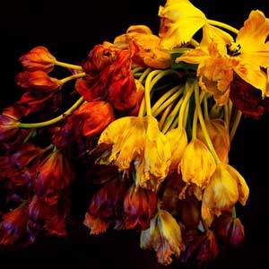 Alan Gaynor: Flowers-1 RIP